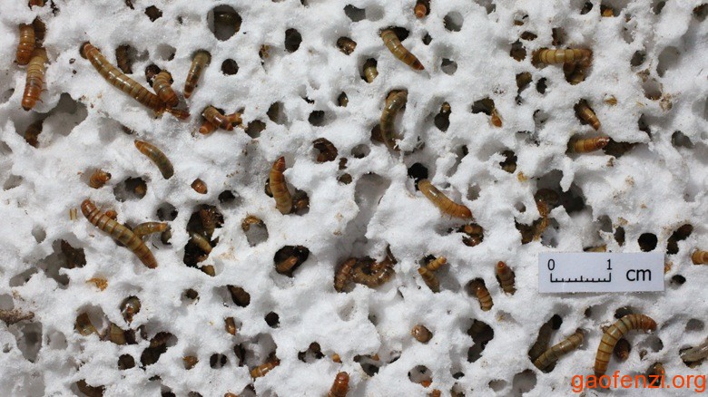 mealworms-recycle-syrofoam