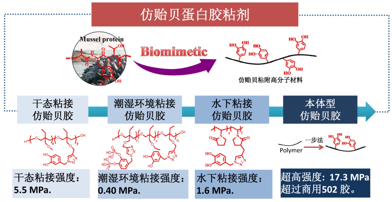 新型仿贻贝蛋白胶粘剂