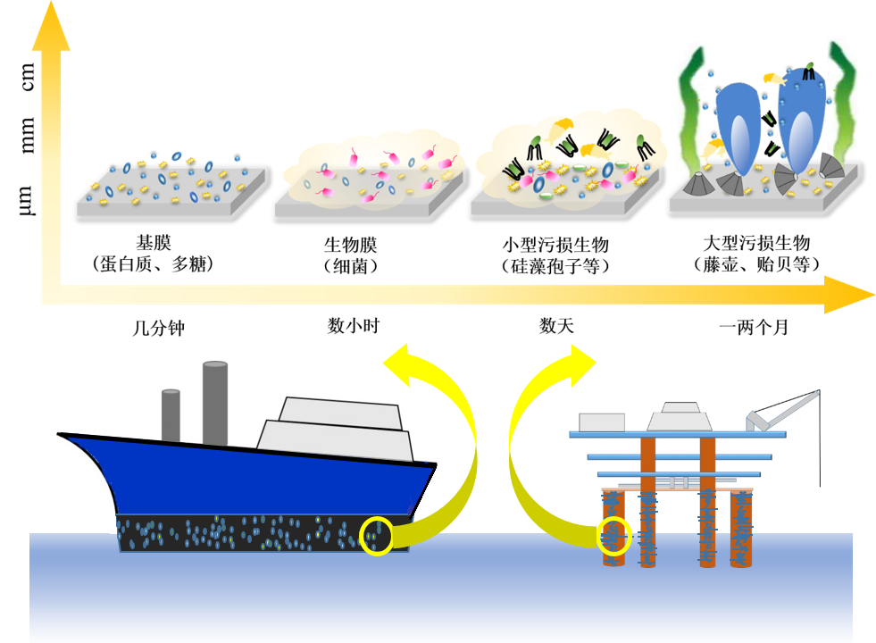 海洋防污材料