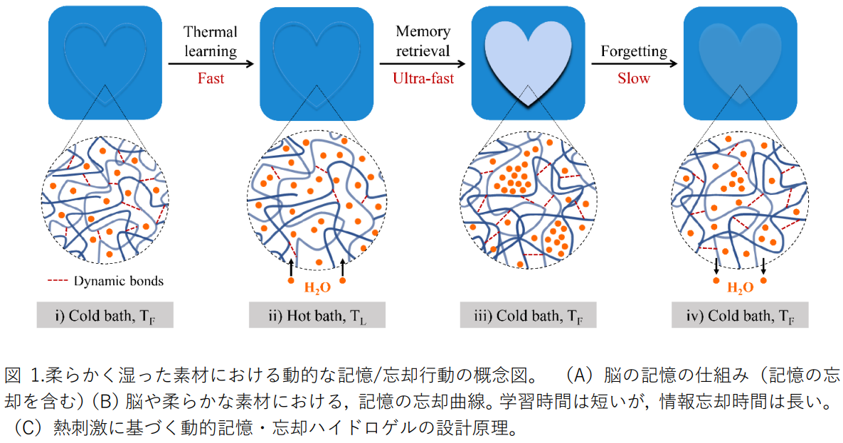 记忆水凝胶原理